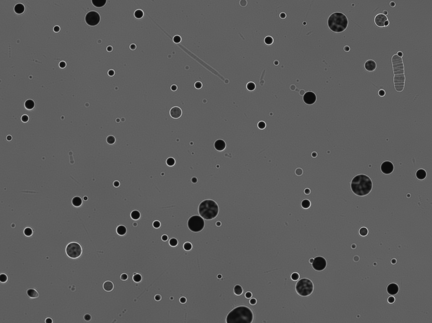 Alpha tracks visible under microscope in CR-39